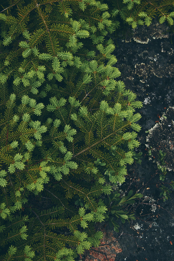 Courtepointe murale "Boréal"