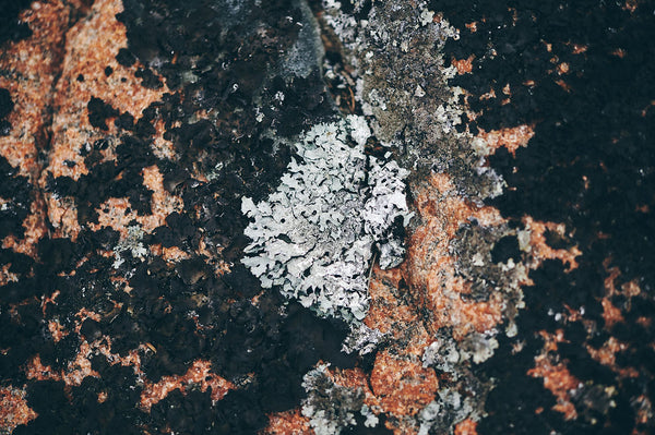 Courtepointe murale "Lichen"