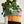 Load image into Gallery viewer, Cover pot x MAS Montreal| Mustard and green

